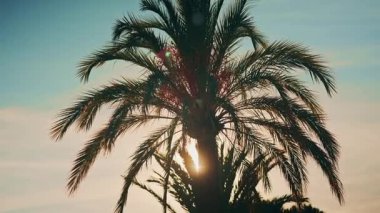 Alttan çekilen görkemli palmiye ağacı yaprakların arasından parlayan güneş yumuşak mavi ve pastel bir gökyüzüne karşı sıcak alevler oluşturur.