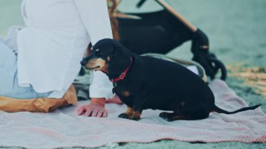 Kırmızı yakalı şirin bir dachshund kumsalda sakin bir günün tadını çıkaran sakin bir insanın yanında, kumsalda bir battaniyenin üzerinde oturuyor.