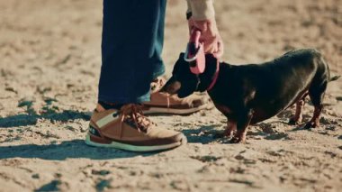 Düşük açılı bir dachshund, yaşlı bir adamın bacakları ve yürüyüş ayakkabılarının yanında, güneşli kumun üzerinde duruyor.