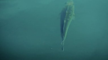 Yeşil mavi marina suyunun yüzeyinde sakince yüzen tek bir balık.