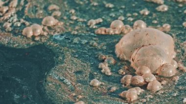 Yüzeyde köpük ve yağlı kabarcıklarla kirlenmiş deniz suyunun yakın çekim görüntüsü