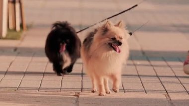 Tatlı pomeranya köpekleri güneşli bir yolda yan yana yürüyor, dilleri dışarıda ve heyecanlı