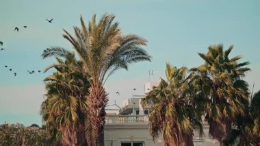 Sıcak akşam ışığında, yüksek palmiye ağaçları arasında hızla uçan büyük bir kuş sürüsü dinamik bir hareket yaratıyor.