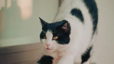 Küçük bir tuğla platformda sakince oturan bir kedi, cam kapıya yaslanmış, rahat ve dikkatli görünüyor