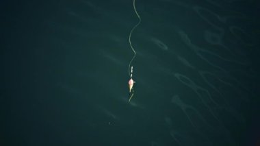 Bir olta ipi ve yüzer usulca karanlık sularda sürüklenir, asgari ve sakin.