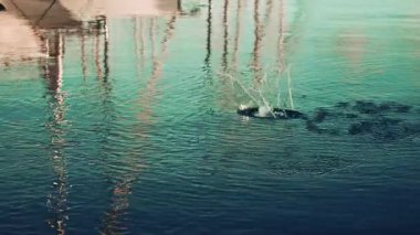 Sudan atlayan bir balık, su sıçramaları ve dalgalanmalar yaratır. Yüzeydeki tekne ve direklerin yansımalarıyla.