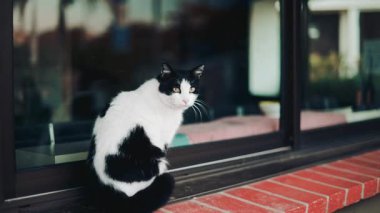 Pencerenin yanında duran siyah beyaz bir kedi, dikkatlice yan tarafa bakıyor.