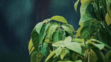 Yağmur damlaları ve yağmur damlaları ile nemli yaprakların sıkıca kapatılması yumuşak, karamsar ve doğal bir atmosfer yaratıyor.