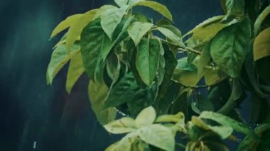 Yağmur damlaları ve yağmur damlaları ile nemli yaprakların sıkıca kapatılması yumuşak, karamsar ve doğal bir atmosfer yaratıyor.