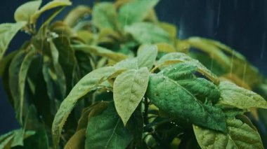 Yağmur damlaları ve yağmur damlaları ile nemli yaprakların sıkıca kapatılması yumuşak, karamsar ve doğal bir atmosfer yaratıyor.