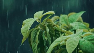 Yağmur damlaları ve yağmur damlaları ile nemli yaprakların sıkıca kapatılması yumuşak, karamsar ve doğal bir atmosfer yaratıyor.