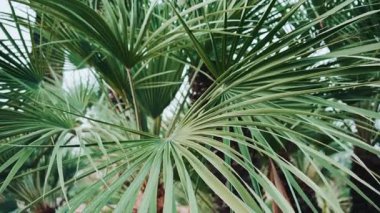 Bereketli yeşil palmiye yapraklarını kapayarak yumuşak odaklı ve nazik hareketli tropikal ve taze bir doğal atmosfer yaratır.