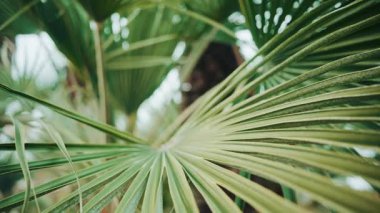 Bereketli yeşil palmiye yapraklarını kapayarak yumuşak odaklı ve nazik hareketli tropikal ve taze bir doğal atmosfer yaratır.