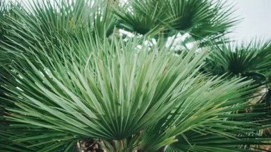 Bereketli yeşil palmiye yapraklarını kapayarak yumuşak odaklı ve nazik hareketli tropikal ve taze bir doğal atmosfer yaratır.