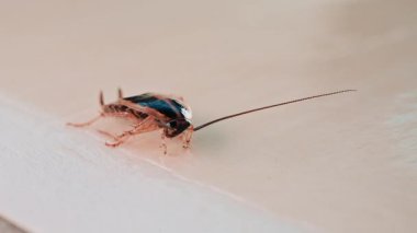 Açık renkli bir yüzey boyunca yürüyen küçük bir hamamböceğine yaklaş