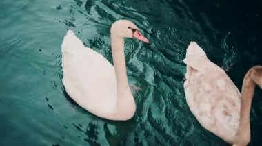 Zarif bir şekilde yüzen kuğuların detaylı görüntüsü, pürüzsüz mavi suda dalgalanmalar yaratır.