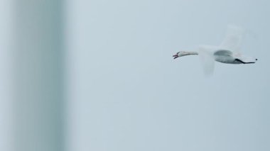 Solgun gökyüzüne karşı uçan bir kuğu görüntüsü
