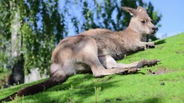 Kanguru yeşil çimlere uzanıp park ortamında güneşin tadını çıkarıyor.