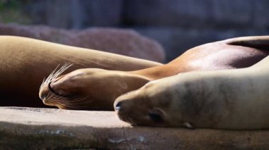 Deniz aslanları bir kayanın üzerinde yan yana uyur, sıcak güneş ışığında şekerleme yaparlar.