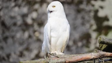 Karlı baykuş, parlak sarı gözlü ve beyaz tüylü, bir dalın üzerinde