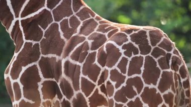 Zürafa kendine özgü kahverengi ve beyaz benekli kürk desenini ve dokusunu doğal ışık altında sergiliyor.