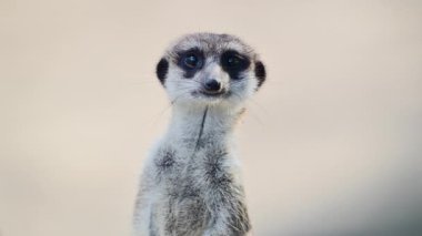 Mirket düzlükte nöbet tutarken dikkatlice etrafına bakıyor.