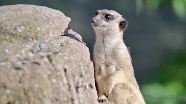 Meerkat dikkatle bir kayanın üzerinde duruyor, odaklanmış gözlerle çevreyi izliyor.