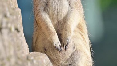 Meerkat tetikte, kayalık bir levrekten çevresindekileri izliyor.