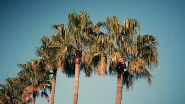 Açık mavi gökyüzüne karşı güneş ışığıyla aydınlatılan uzun palmiye ağaçları