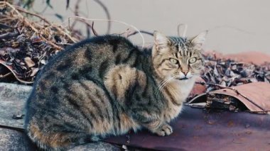 Uzun tüylü bir tekir kedinin portresi dışarıda dinleniyor ve dikkatlice kameraya bakıyor.