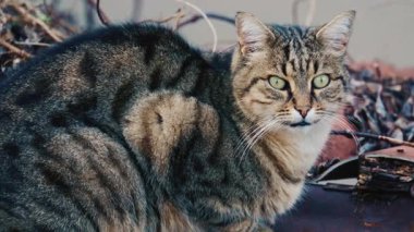 Uzun tüylü bir tekir kedinin portresi dışarıda dinleniyor ve dikkatlice kameraya bakıyor.