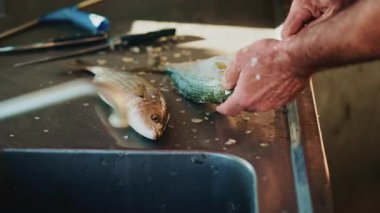 Eller, paslanmaz çelik bir iş yüzeyindeki küçük bir balığı bıçaklar ve aletlerle tırmandırıyor.
