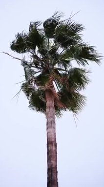 Yüksek bir hurma dalının alçak açılı görüntüsü, yaprakları solgun bir gökyüzüne doğru uzanıyor. Dikey