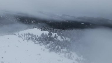 Karla dolu köknar ağaçları ile kış mevsiminin panoramik hava drone görüntüsü. Romanya 'da Transilvanya ve Ciucas Dağı