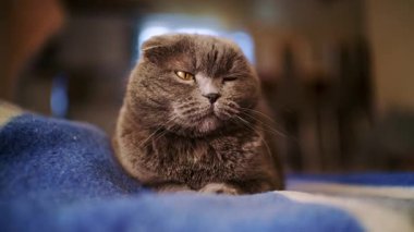 Kapalı alanda mavi bir battaniyenin üzerinde rahatça uzanan gri bir kedinin portresini kapat.