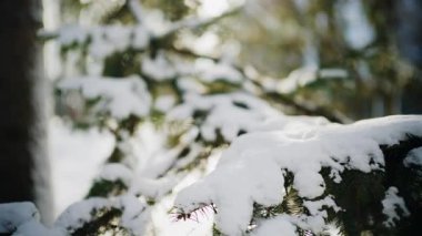 Çam ağacının dalına yakın kış ormanı günışığında taze karla kaplı.