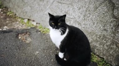 Siyah beyaz evcil kedi taş duvarın yanında, kaldırımda oturuyor.