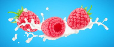 Mavi arka planda izole edilmiş süt damlalarındaki ahududu..