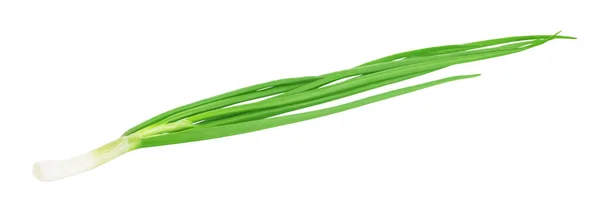 Świeże zielonej cebuli izolowane na białym tle. — Zdjęcie stockowe