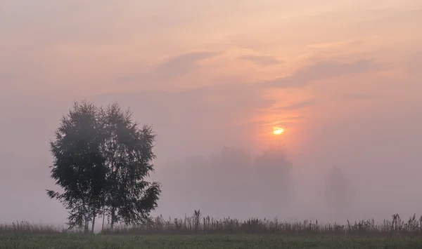 Våren Dimmig morgon — Stockfoto