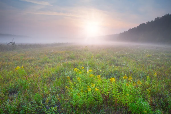 Gelbe Blüten am Abend — Stockfoto