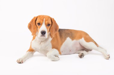 Beagle köpek portre