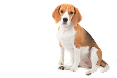 İzole beagle köpek portre
