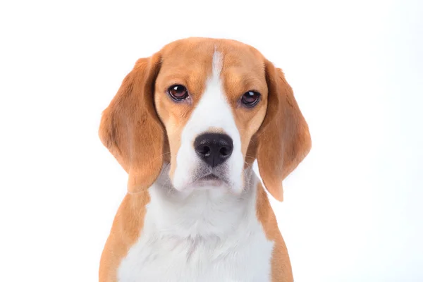 Smutný beagle portrét psa — Stock fotografie