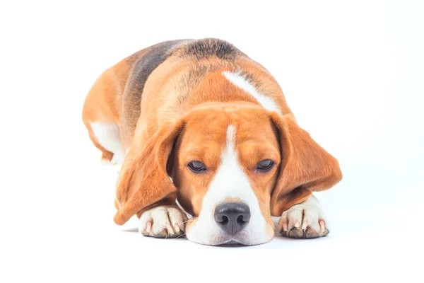 Smutný beagle pes — Stock fotografie