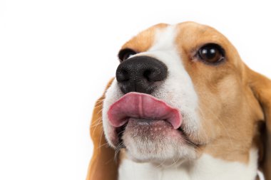 Beagle ıslak dil