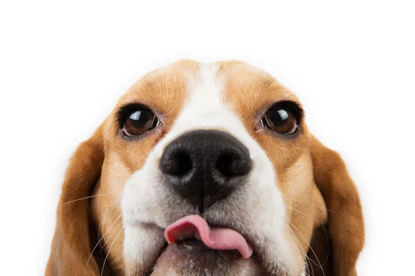 Beagle köpek yavrusu