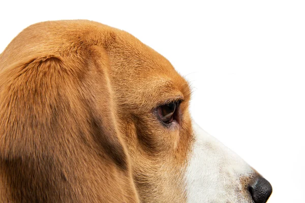 Pies gończy pies portret — Zdjęcie stockowe