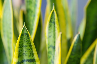 yeşil yapraklar arkaplan