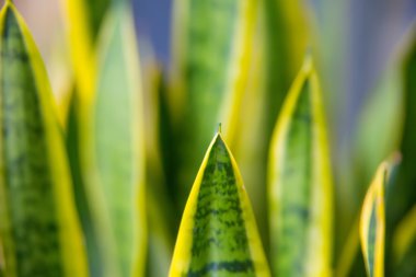 yeşil yapraklar arkaplan